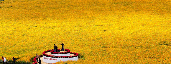 24일 대구 북구 금호강 하중도 금호꽃섬 일원에서 열린 2025 대구정원박람회를 찾은 시민들이 황화 코스모스를 배경으로 사진을 찍고 있다. 2025.10.24  연합뉴스