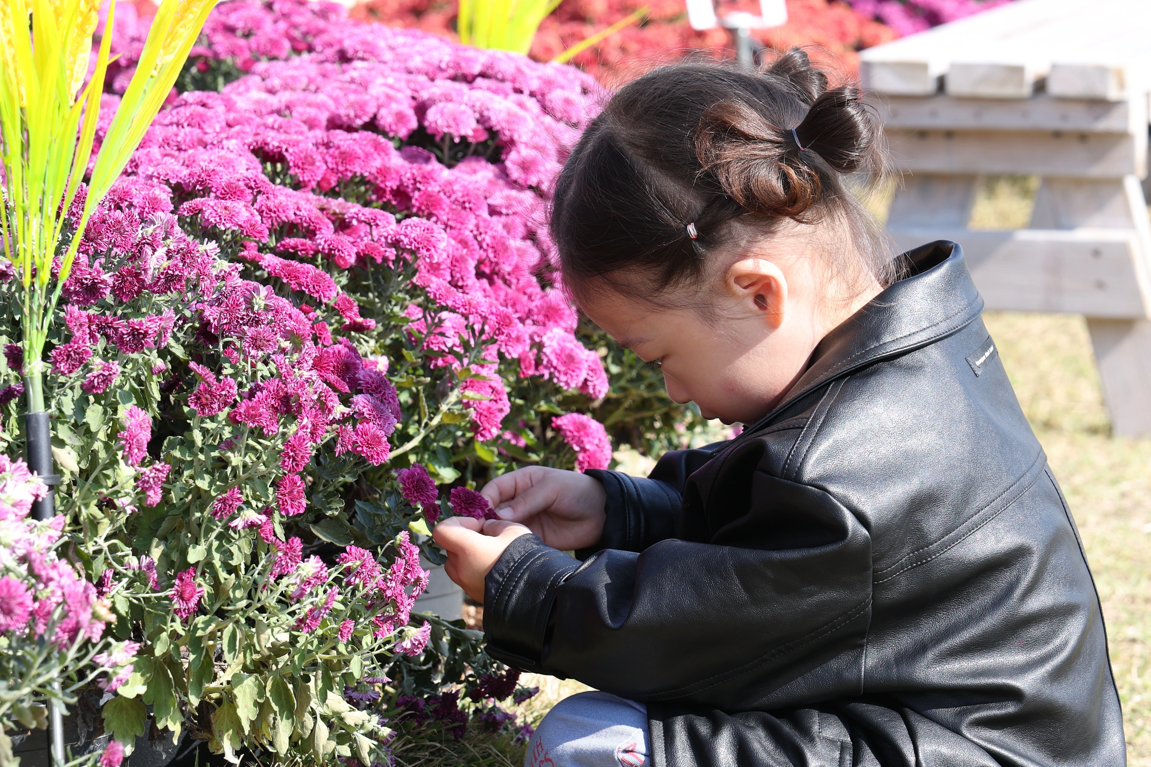 갈대 축제장에서 한 아이가 국화꽃 정원에서 국화를 물끄러미 쳐다보고 있다.
