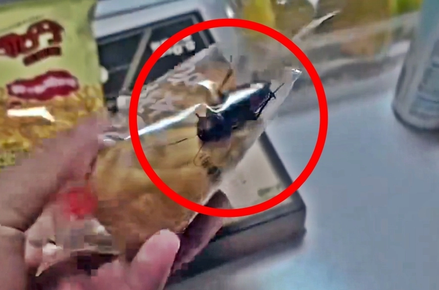 26일 홍성신문에 따르면 중국 장쑤성 난퉁 소비자 A씨는 전날 소셜미디어(SNS)에 바퀴벌레가 산 채로 든 빵 봉지 관련 영상을 올렸다. 2025.10.25 엑스