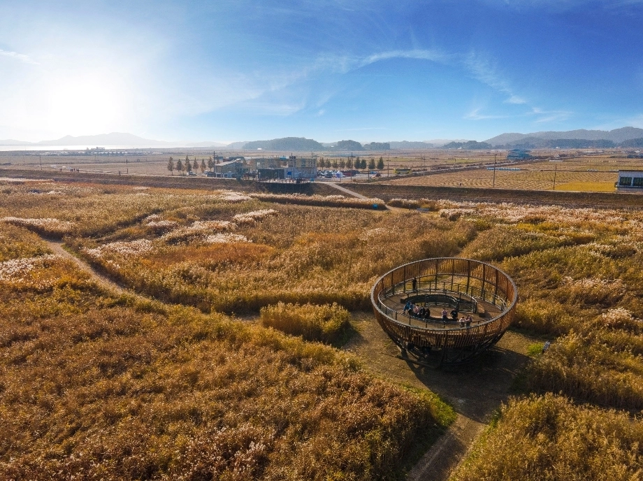 이국적인 장소 서천 신성리갈대밭. 도 제공