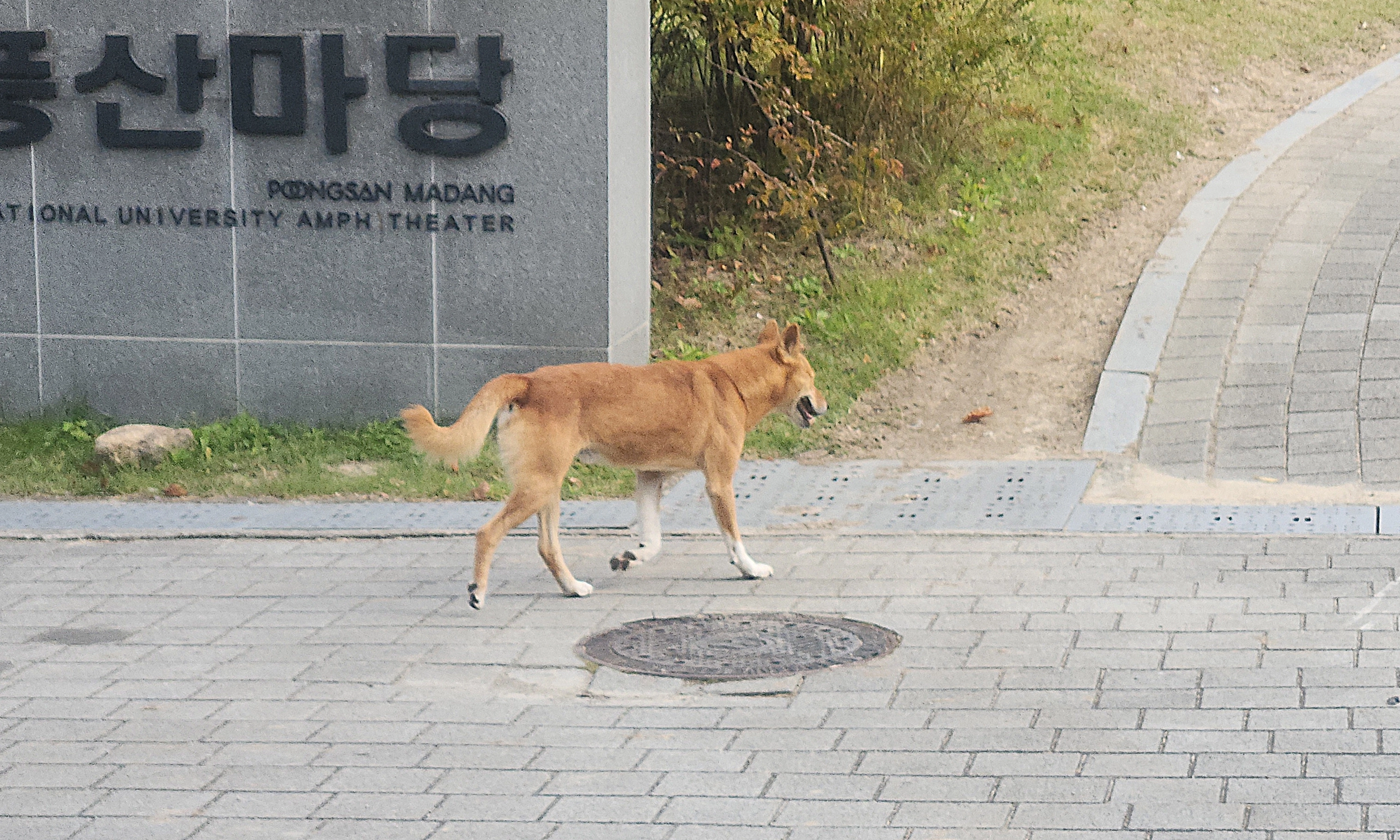 2025년 10월 서울대 교내에 출몰한 들개. 연합뉴스