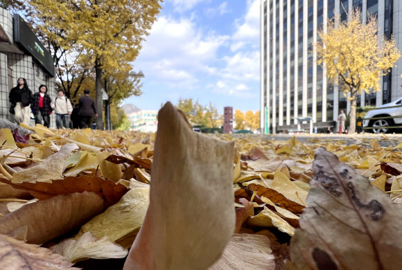 낙엽 내려 앉은 가을