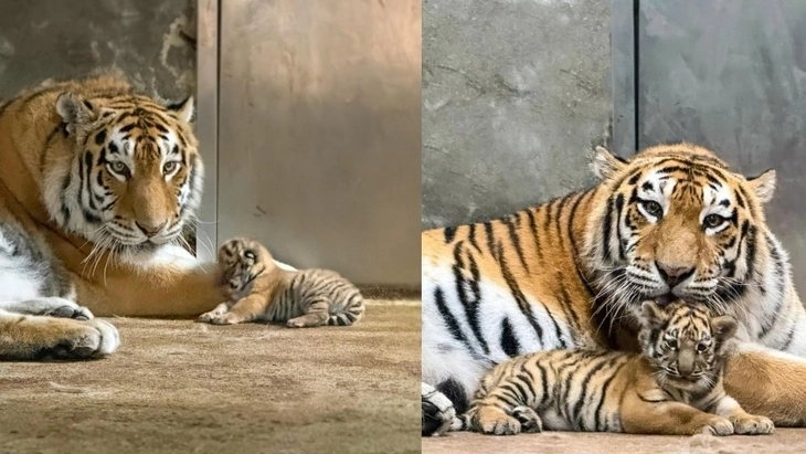 지난 6월 태어난 지 약 열흘 정도 지난 설호의 모습(왼쪽)과 그로부터 약 한 달이 지나 성장한 설호의 모습. 서울대공원 제공