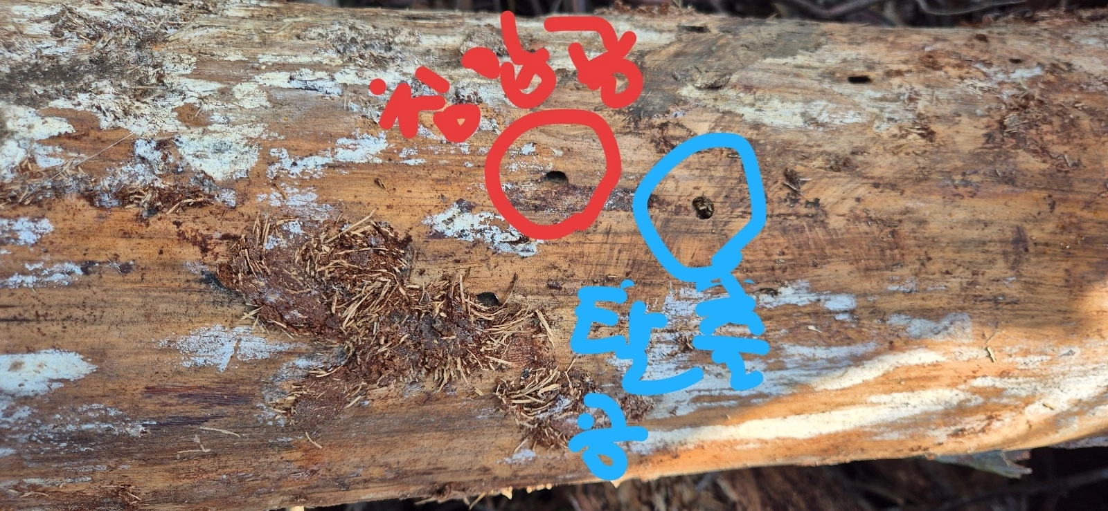 소나무재선충병에 감염된 소나무. 타원형 구멍은 유충이 들어간 침입공, 둥근 구멍은 성충이 나온 탈출공.