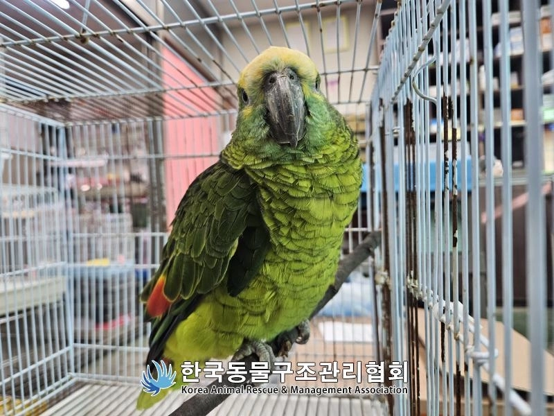 지난 16일 서울 영등포구 양평동의 한 카페에서 구조된 앵무새. 한국동물구조관리협회