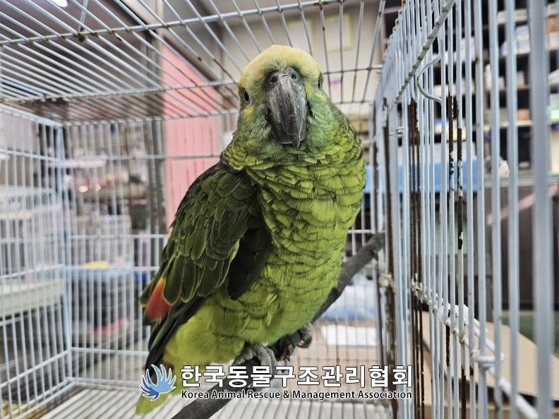 지난 16일 오후 3시 20분쯤 서울 영등포구 양평동의 한 카페에서 앵무새 한 마리가 손님 커피를 마시고 있다는 신고가 접수됐다. 사진은 구조된 앵무새. 2025.11.18 한국동물구조관리협회 제공