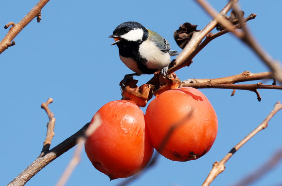 21일 경기도 수원시 한 공원에서 박새가 까치밥으로 남겨놓은 감을 먹고 있다. 2025.11.21 연합뉴스