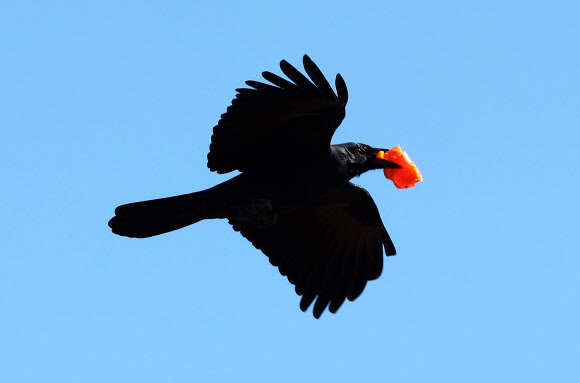 21일 경기도 수원시 한 공원에서 까마귀가 감을 물고 날아가고 있다. 2025.11.21 연합뉴스