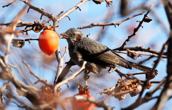 21일 경기도 수원시 한 공원에서 직박구리가 까치밥으로 남겨놓은 감을 먹고 있다. 2025.11.21 연합뉴스