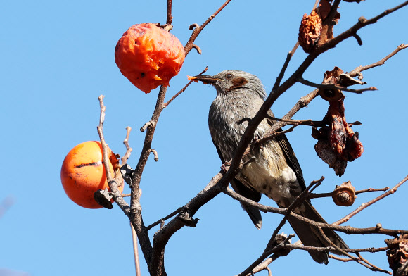 21일 경기도 수원시 한 공원에서 직박구리가 까치밥으로 남겨놓은 감을 먹고 있다. 2025.11.21 연합뉴스
