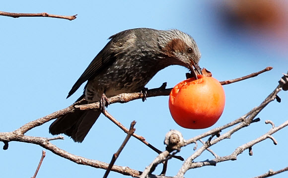 21일 경기도 수원시 한 공원에서 직박구리가 까치밥으로 남겨놓은 감을 먹고 있다. 2025.11.21 연합뉴스