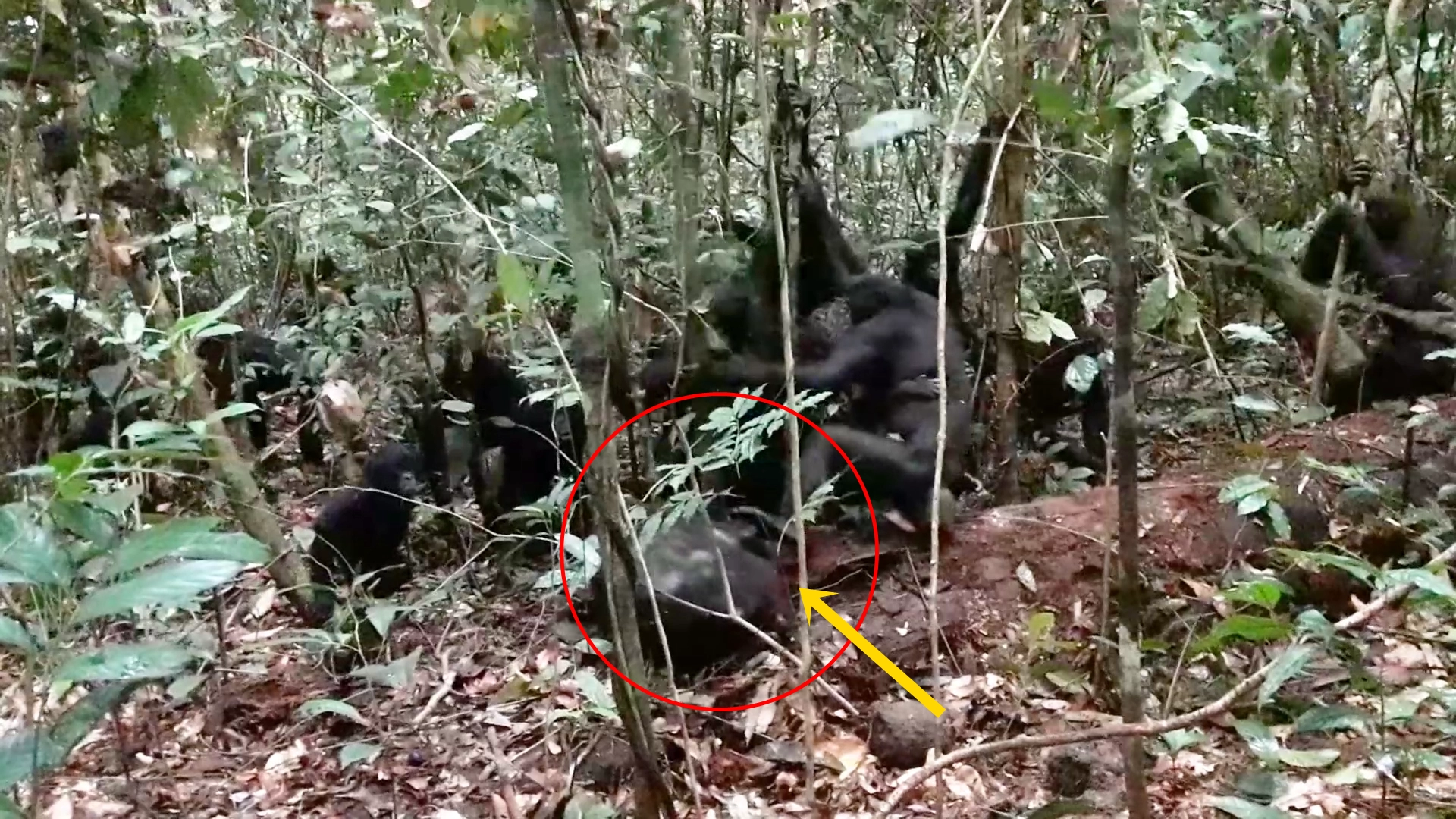 2025년 2월 18일 콩고민주공화국 루이코탈레 보노보 보호지역에서 암컷 보노보 5마리가 성체 수컷(빨간 원)을 공격하는 가운데 한 암컷 개체가 수컷을 발로 걷어차고 있다. 커런트 바이올로지 영상 캡처