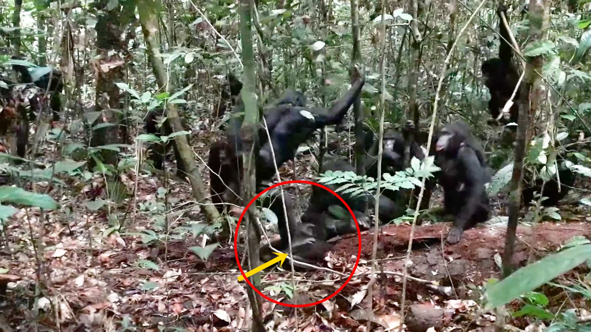 2025년 2월 18일 콩고민주공화국 루이코탈레 보노보 보호지역에서 암컷 보노보 5마리가 성체 수컷(빨간 원)을 공격하는 가운데 한 암컷 개체가 수컷 등 위로 뛰어올라 짓밟고 있다. 커런트 바이올로지 영상 캡처