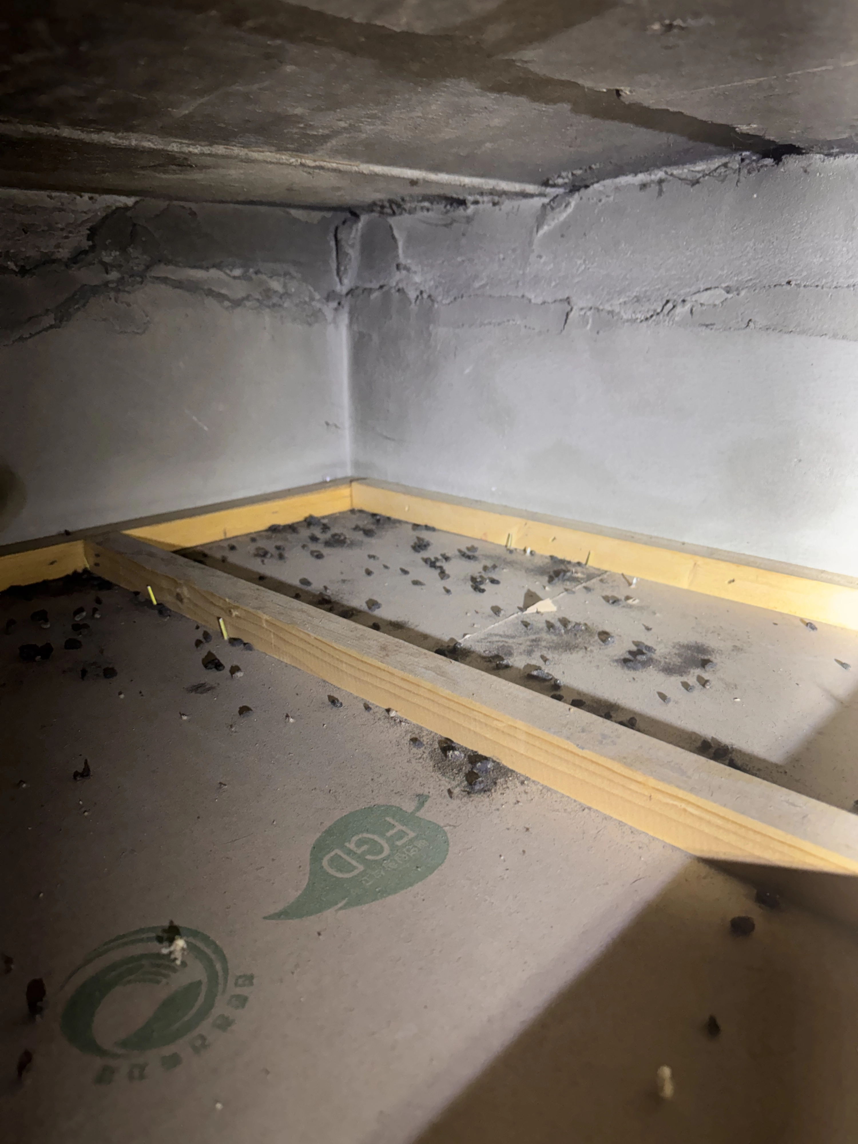 지난 1일 ‘방역다움’의 사장인 김동현(46)씨가 서울 서초구의 한 가정집 천장에 내시경을 넣어보니 쥐똥이 가득했다. 방역다움 제공