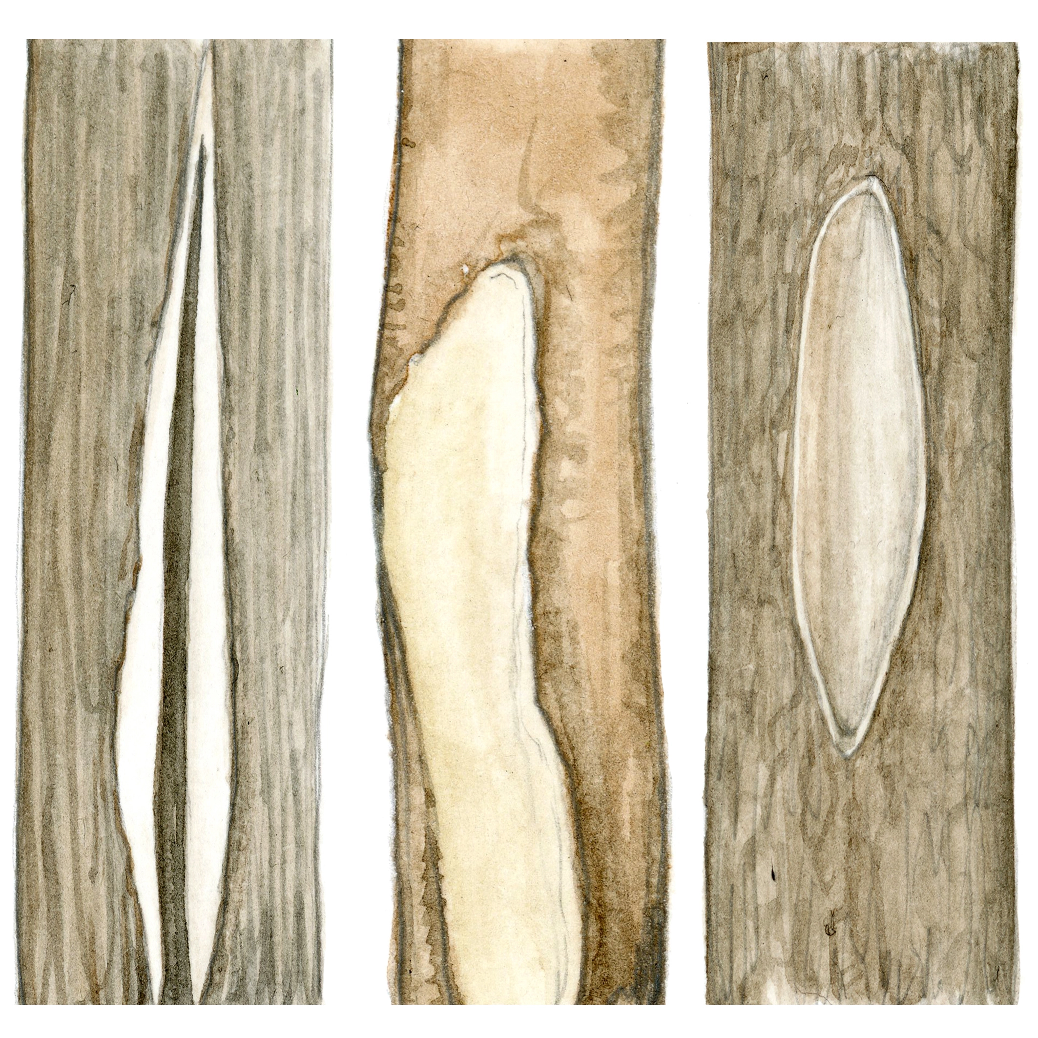 겨울철 나무가 고광도 햇빛에 노출된 후 해가 지고 기온이 급격히 떨어지면 나무껍질이 벗겨지거나 갈라지는 손상이 발생한다.