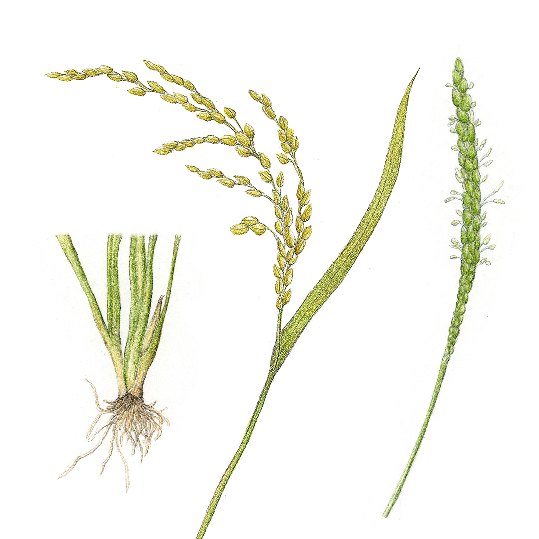 우리나라에서 나무의 겨울옷으로 애용되는 재료는 벼를 수확하고 남은 줄기인 볏짚이다.