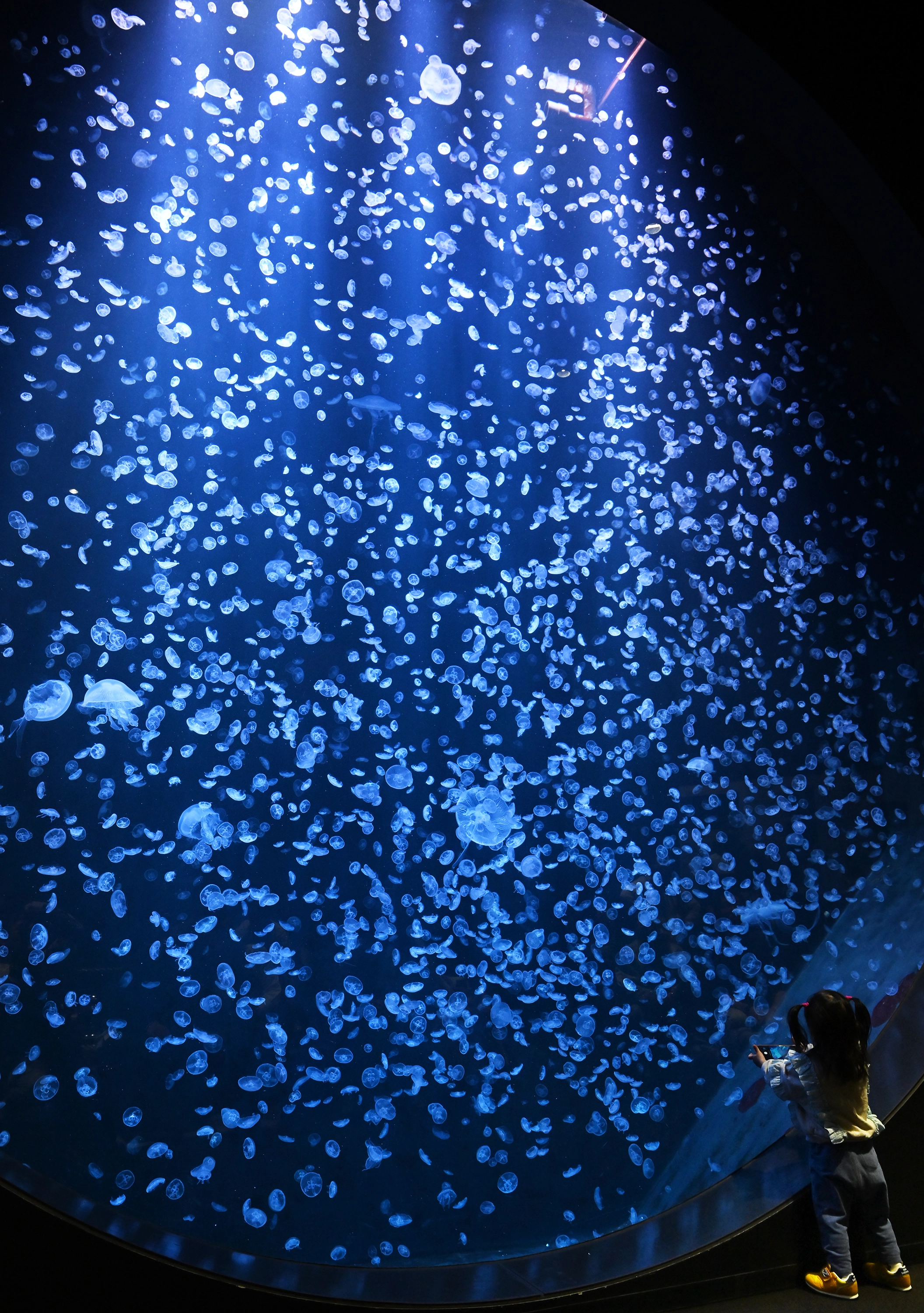 가모수족관 원형 수조.