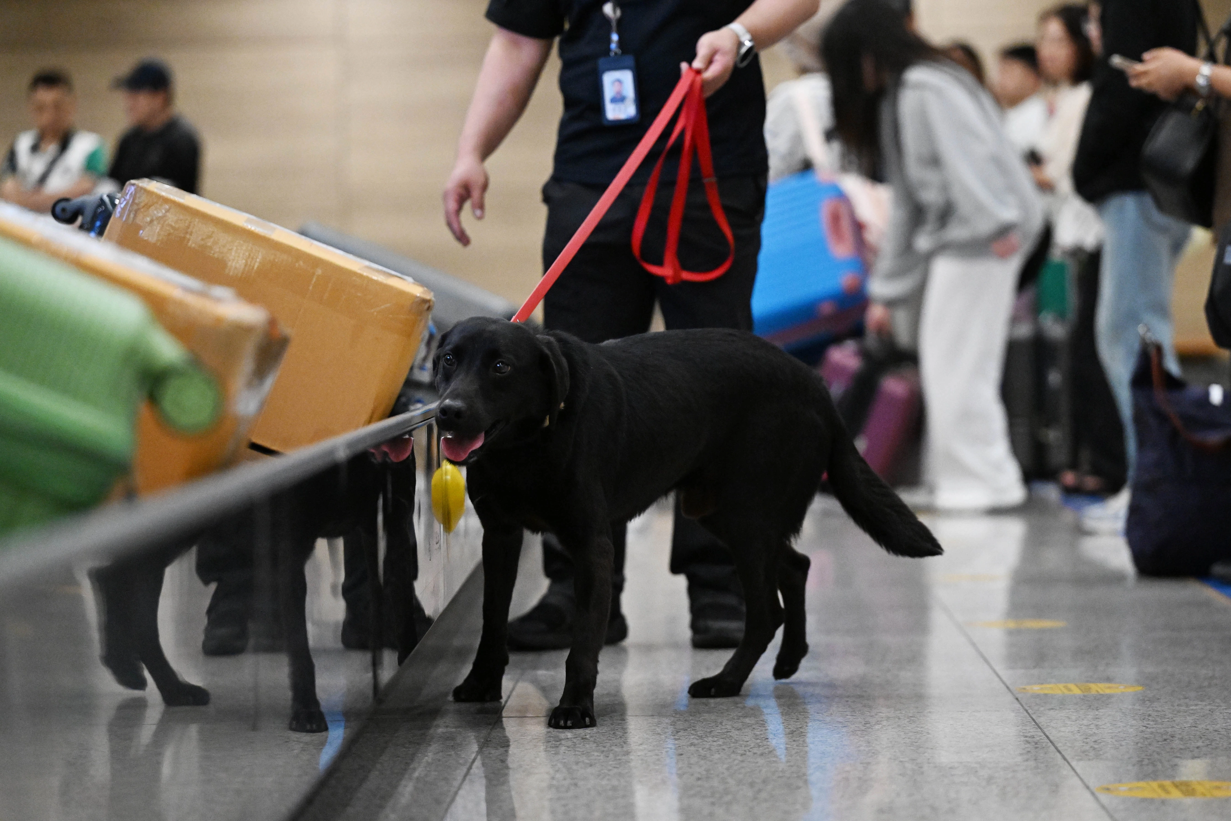 인천공항 여객 수하물 수취대에서 딜론이가 수화물을 점검하고 있다.