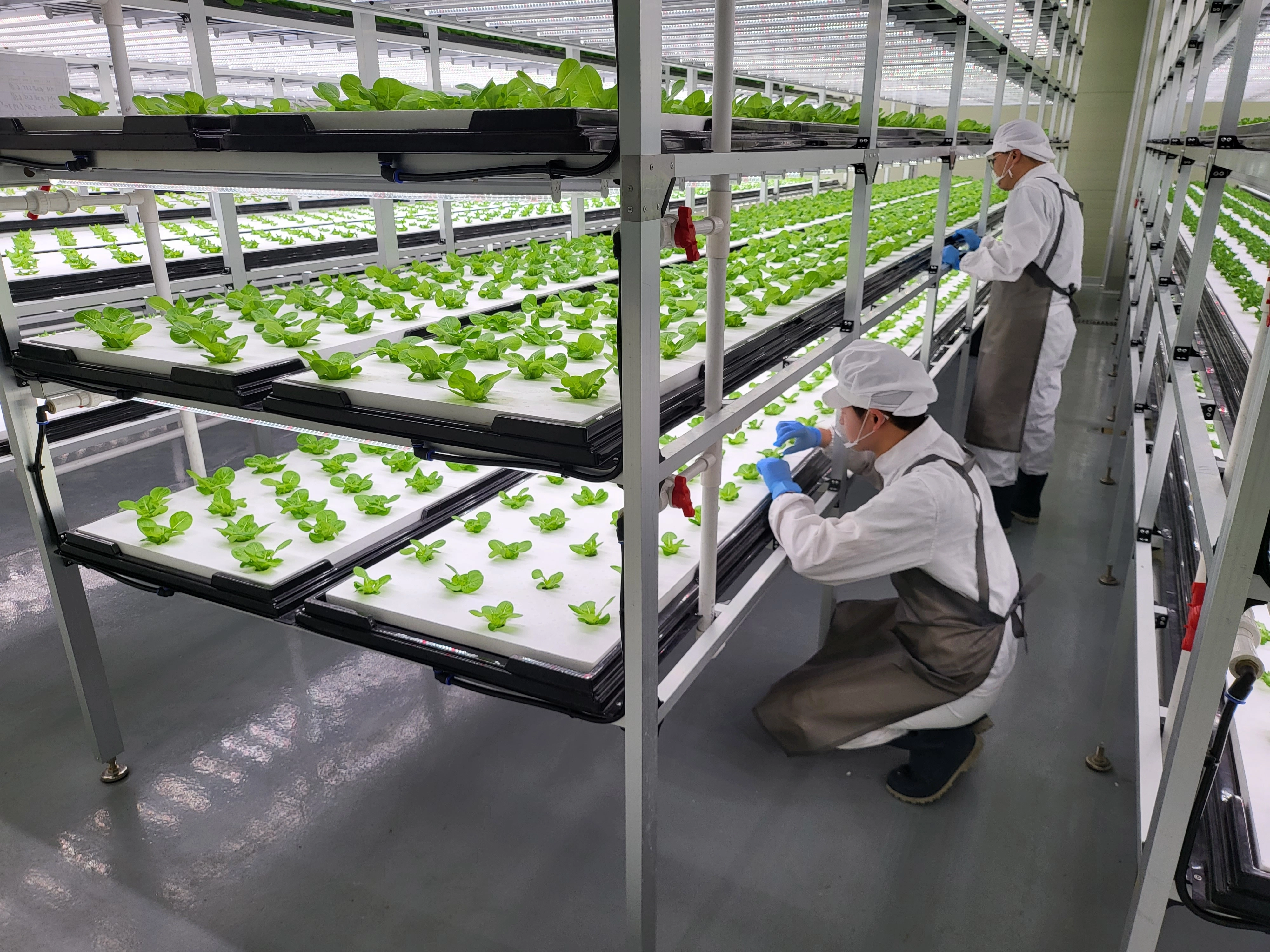 충북도의 도시근로자 사업 참여자들이 스마트팜에서 쌈 채소를 살펴보고 있다.
충북도 제공