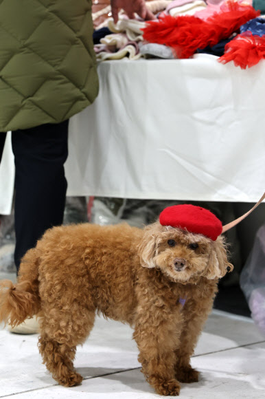댕댕이도 메리크리스마스