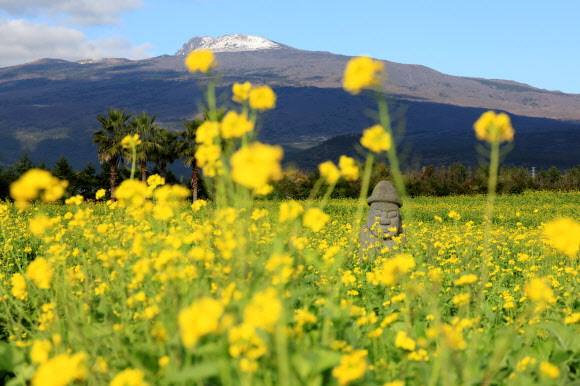 16일 오전 제주 서귀포시 남원읍 휴애리 자연생활공원을 찾은 입장객이 유채꽃밭에서 겨울 제주의 정취를 즐기고 있다. 2025.12.16 연합뉴스