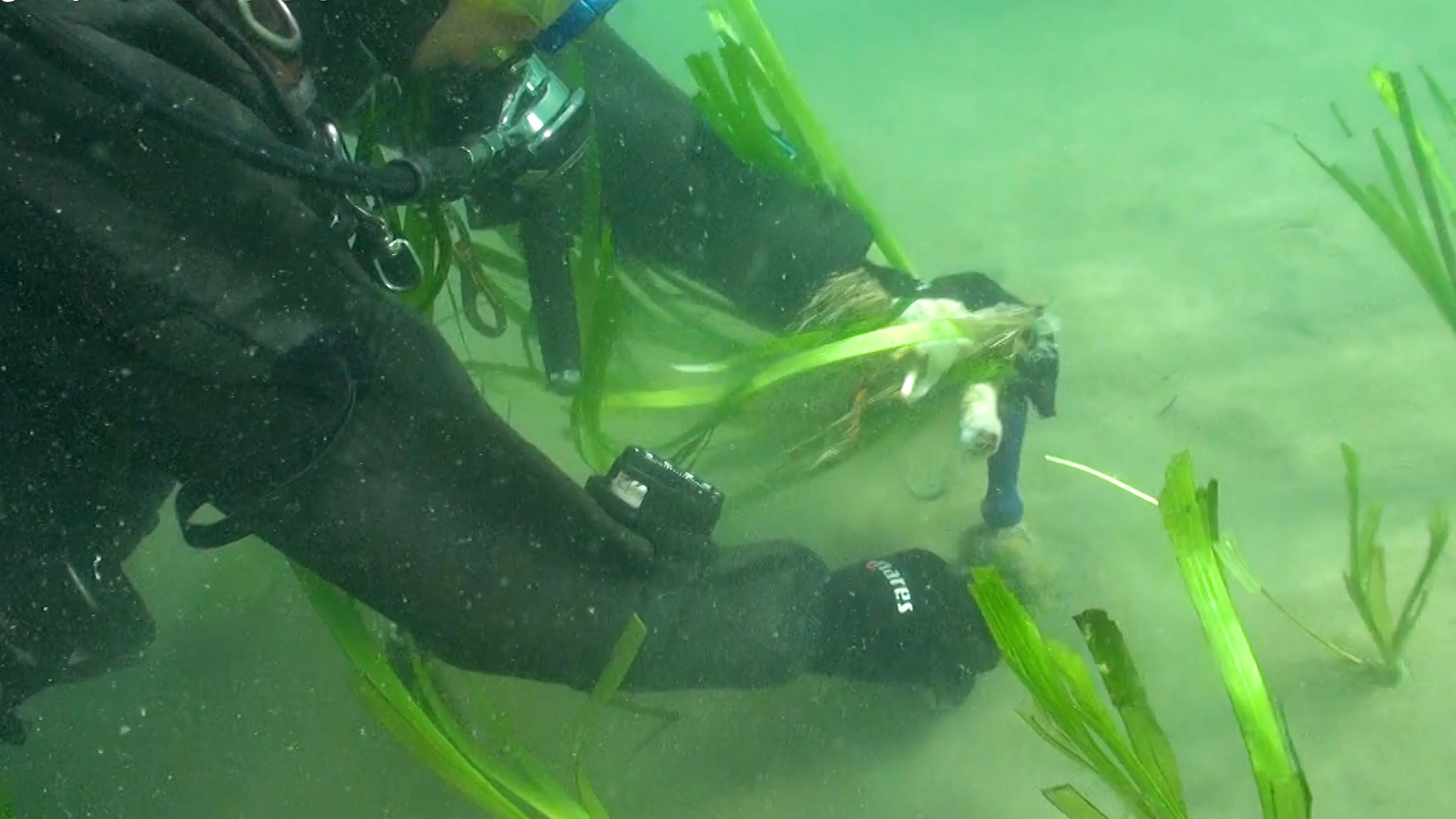 완도군은 잘피 등 ‘해조류 숲’을 조성하는 해조류 탄소흡수원(블루카본) 사업을 하고 있다.
완도군 제공