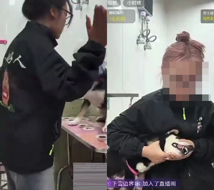 중국 장쑤성의 애견미용사이자 인플루언서인 ‘총총’이 일본 품종 시바견을 거칠게 다루는 모습. 더우인·엑스(X) 캡처