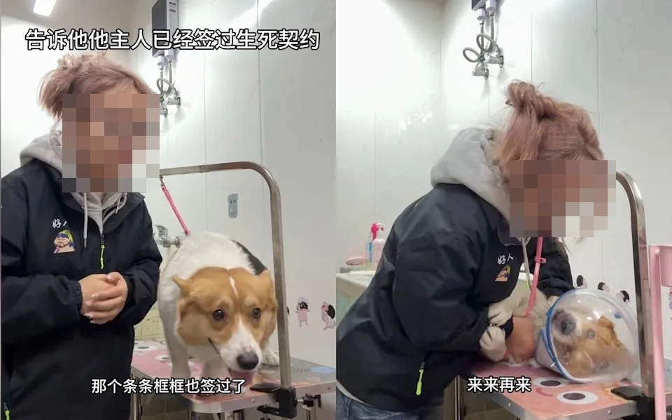 중국 장쑤성의 애견미용사이자 인플루언서인 ‘총총’이 의뢰받은 개를 거칠게 다루는 모습. 더우인·엑스(X) 캡처