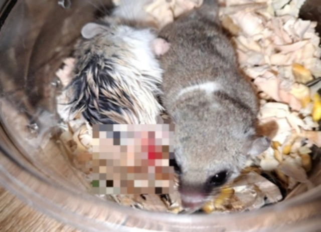 누리꾼 A씨의 강제 합사 탓에 상처 입은 소동물들. A씨는 이런 사진을 버젓이 온라인 커뮤니티와 소셜미디어(SNS) 등에 올리는 기행을 보였다. 네이버 카페 캡처