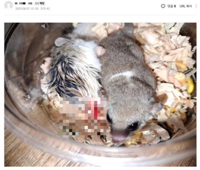 누리꾼 A씨의 강제 합사 탓에 상처 입은 소동물들. A씨는 이런 사진을 버젓이 온라인 커뮤니티와 소셜미디어(SNS) 등에 올리는 기행을 보였다. 네이버 카페 캡처