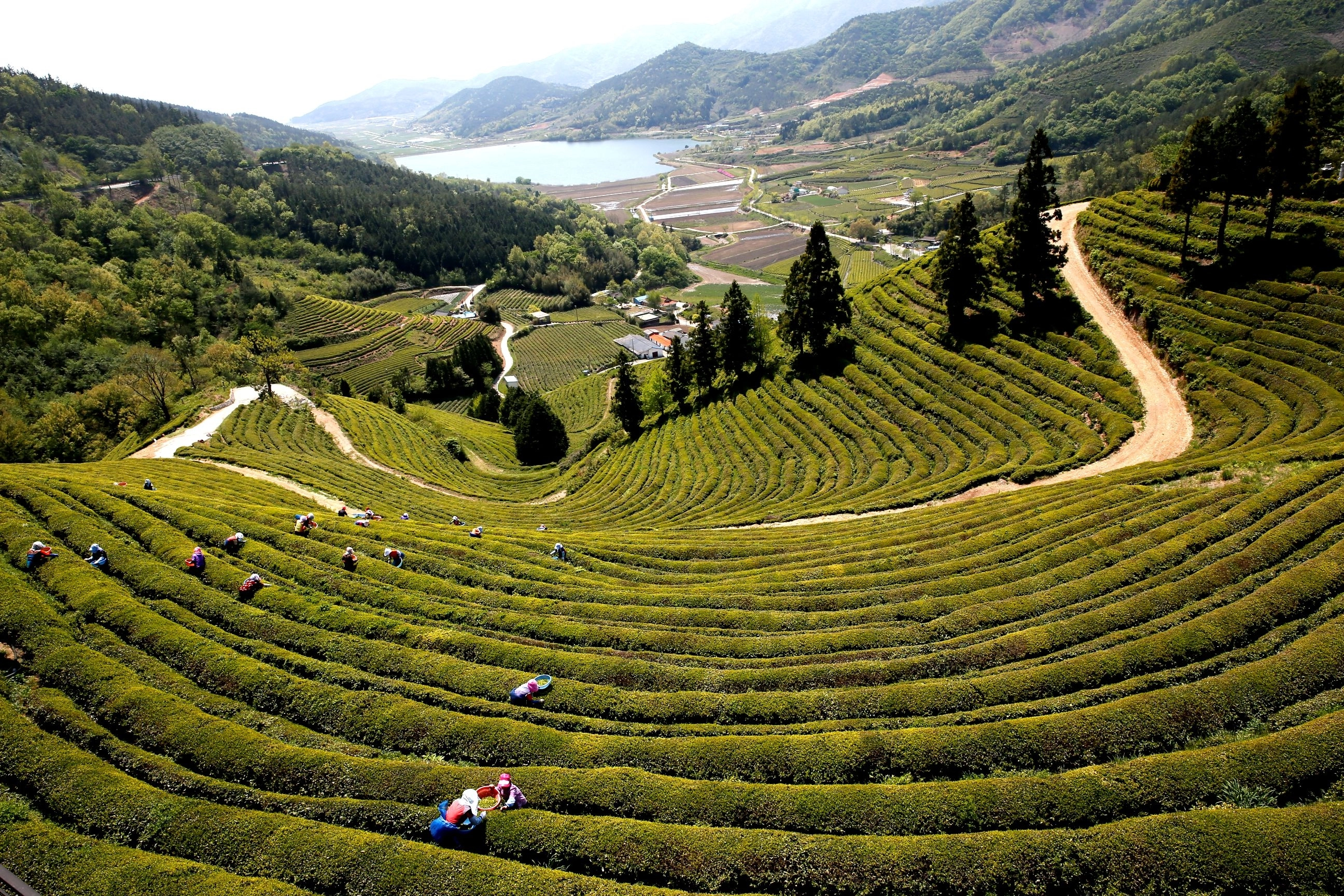 보성 계단식 차밭 전경