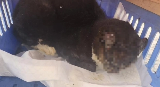 대전에서 학대가 의심되는 길고양이들이 잇따라 발견돼 경찰이 수사에 나섰다. 사진은 12월 15일쯤 대전의 한 상가 주차장에서 머리에 화상을 입은 채 구조된 길고양이. 2025.12.29 동물권단체 케어 자료