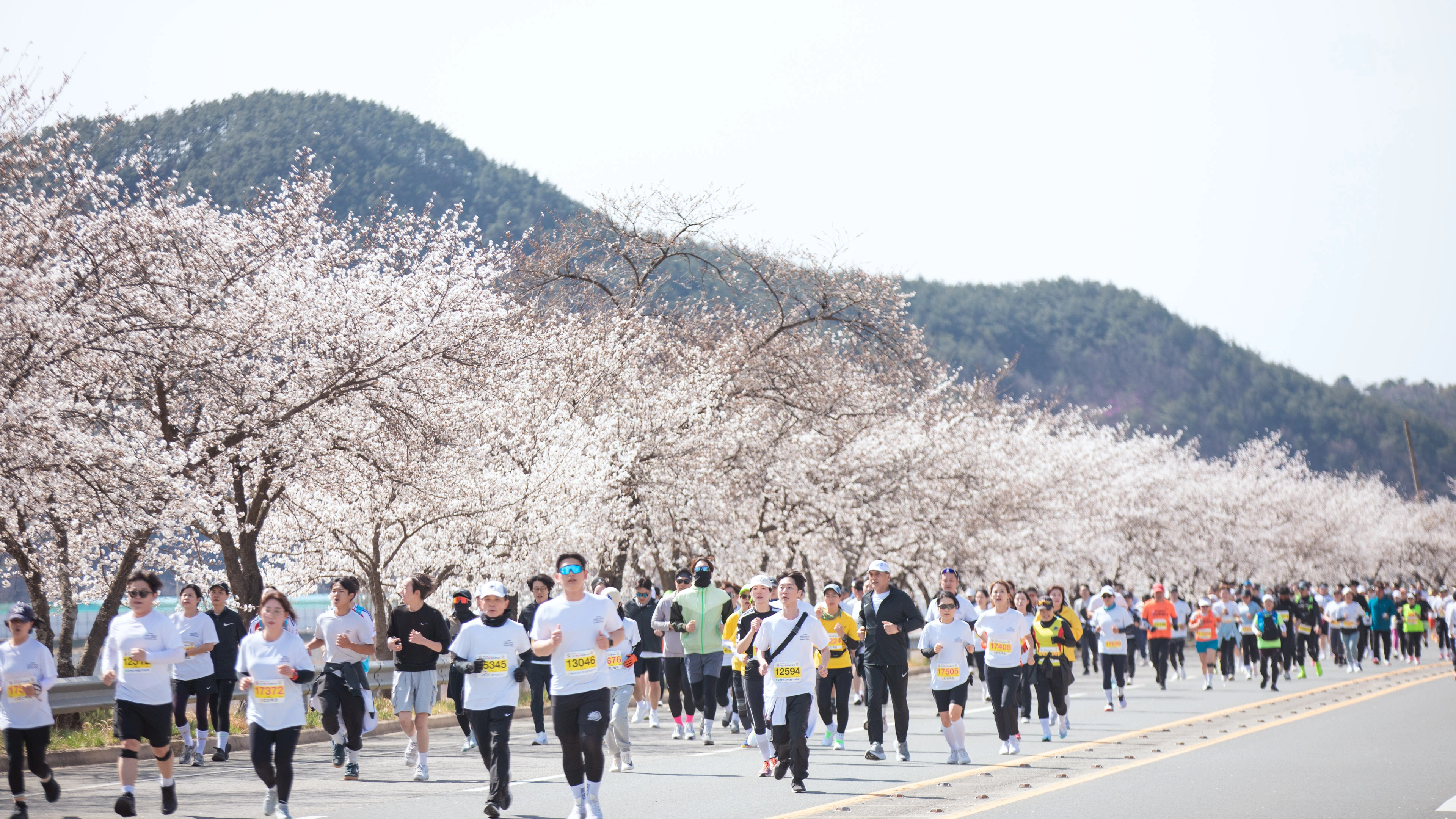 제24회 합천벚꽃마라톤대회 모습. 2026.1.2. 합천군 제공