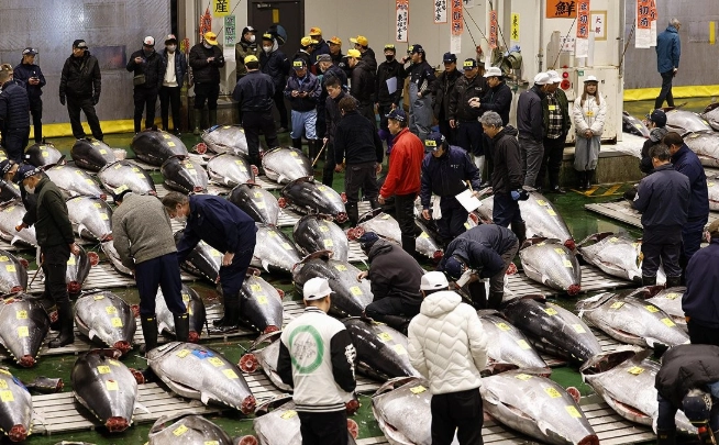 5일 도쿄 고토구 도요스 시장에서 신년 첫 참치 경매가 열리고 있다. 이날 경매에서는 아오모리현 오마산 참치가 역대 최고가인 5억 1030만엔(약 47억원)에 낙찰됐다. 2026.1.5 연합뉴스