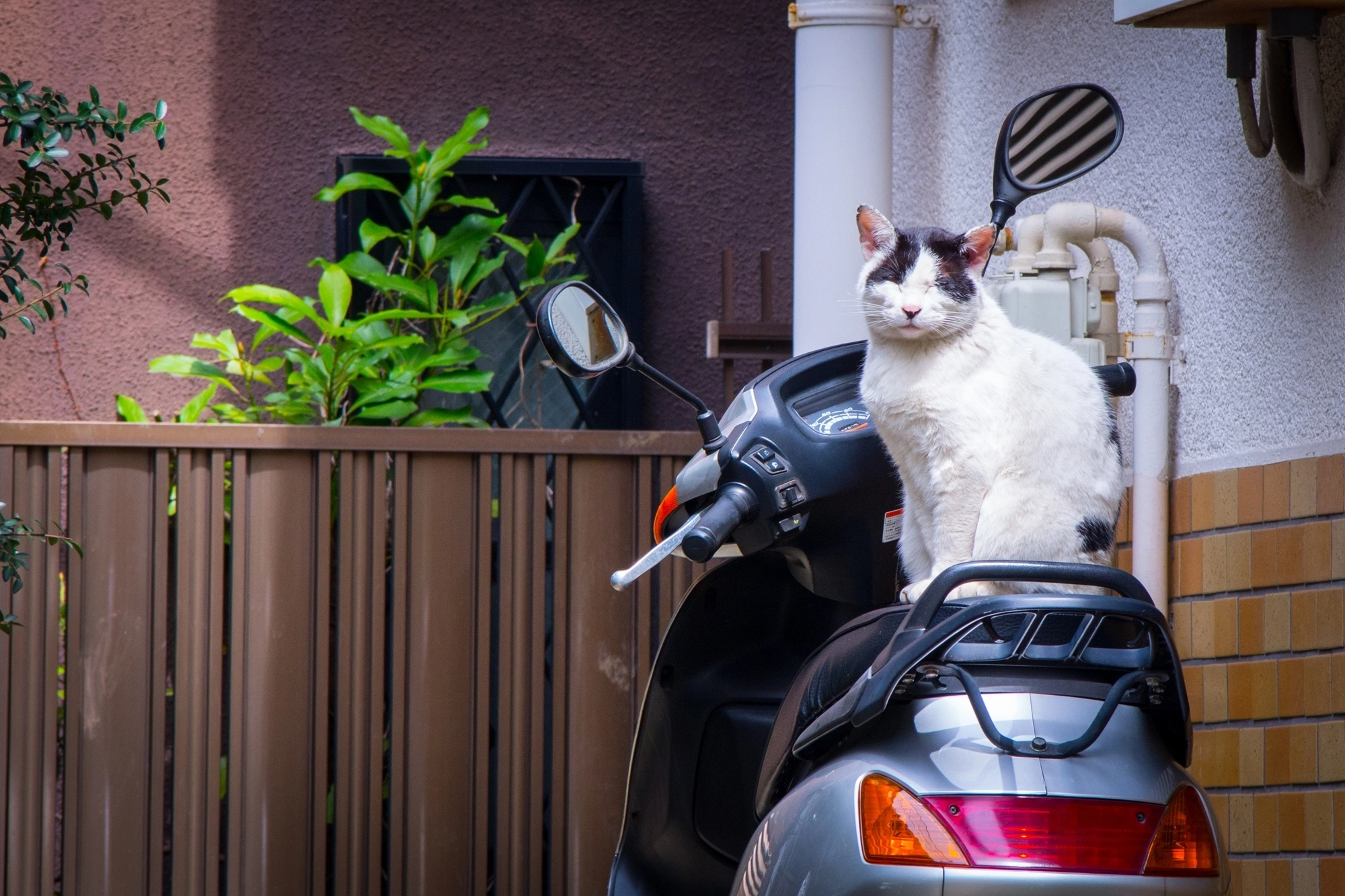 길고양이 자료 이미지.(기사와 직접 관련 없음) 아이클릭아트