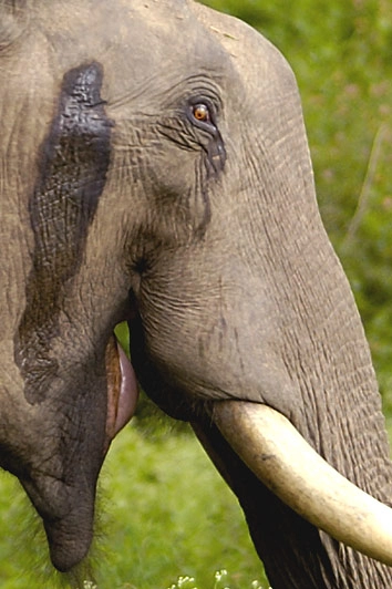 수컷 코끼리 특유의 발정기인 머스(musth) 상태의 코끼리. 관자놀이샘에서 템포린이 분비되는 모습. 위키피디아