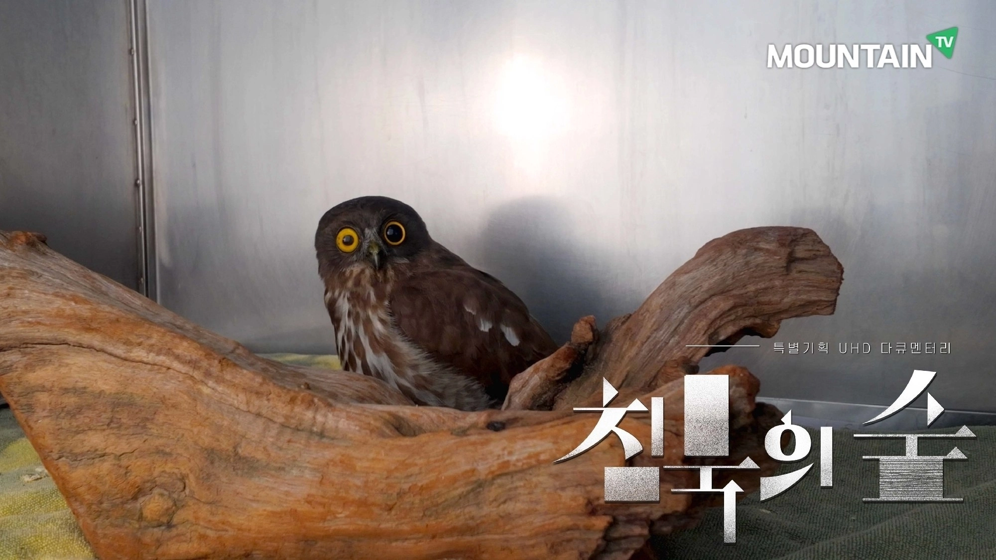 ‘침묵의 숲’ 본편 영상화면 갈무리. 유리방음벽 충돌로 안구에 손상을 입은 솔부엉이 모습.