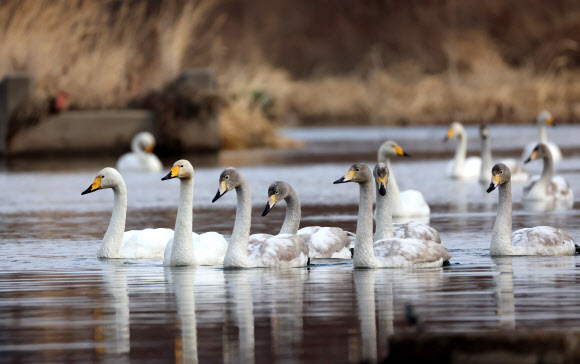14일 멸종위기 야생생물 2급이자 천연기념물인 겨울 진객 큰고니 가족이 강원 강릉시의 한 하천에서 휴식을 취하고 있다. 2026.1.14  연합뉴스