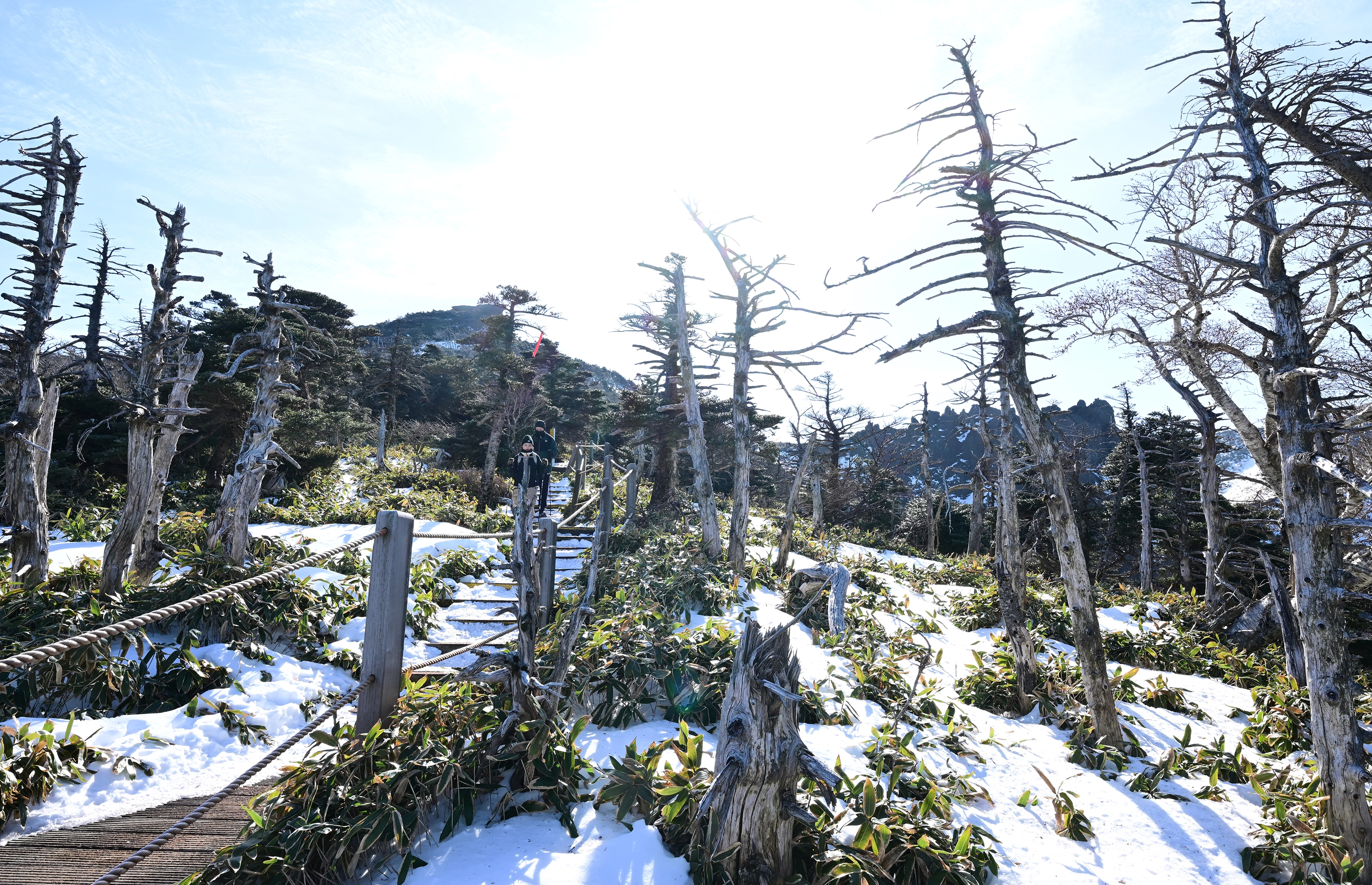 한라산 정상부에선 시로미, 암매 등 보기 드문 식물과 만날 수 있다.