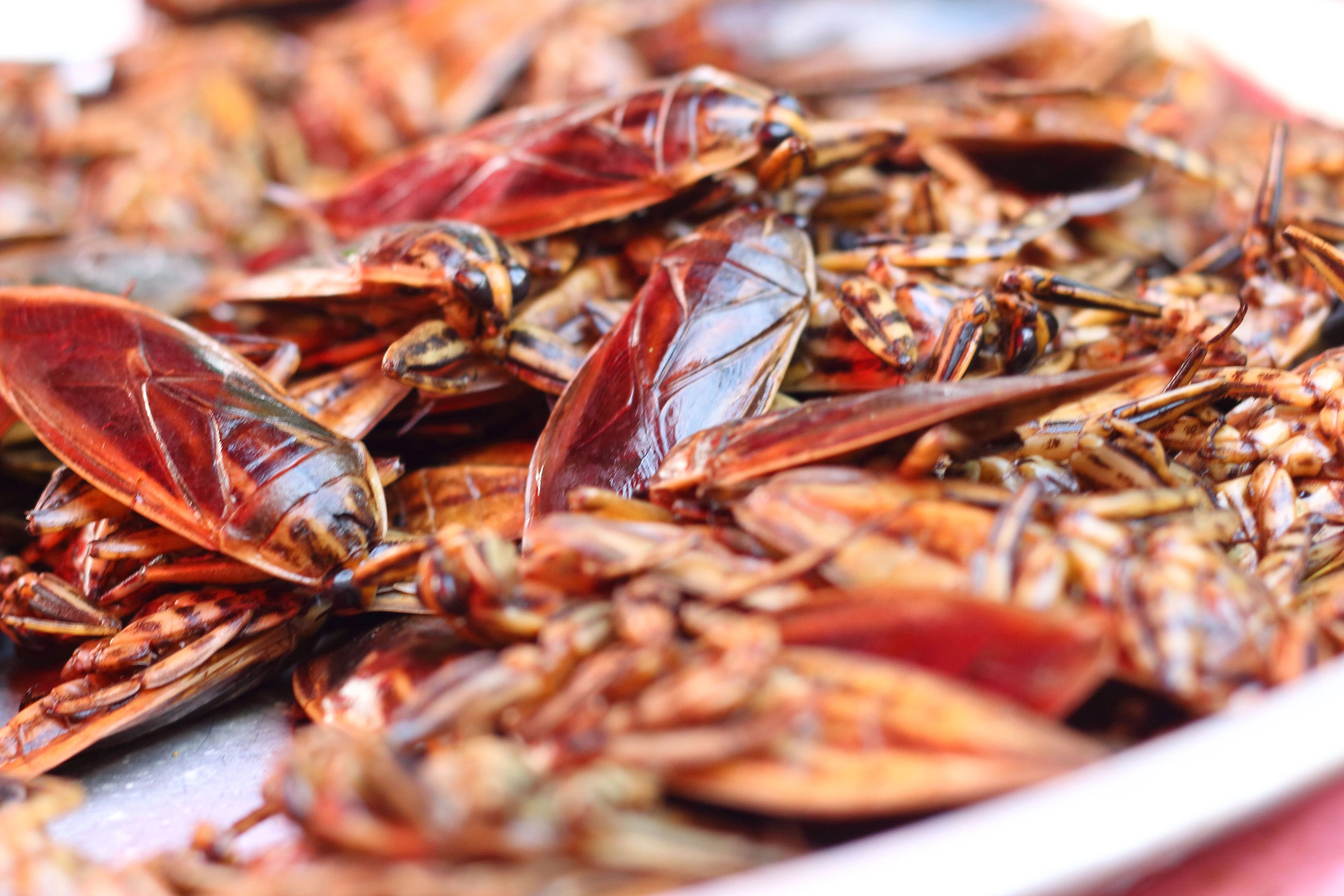 바퀴벌레 사진. 123rf