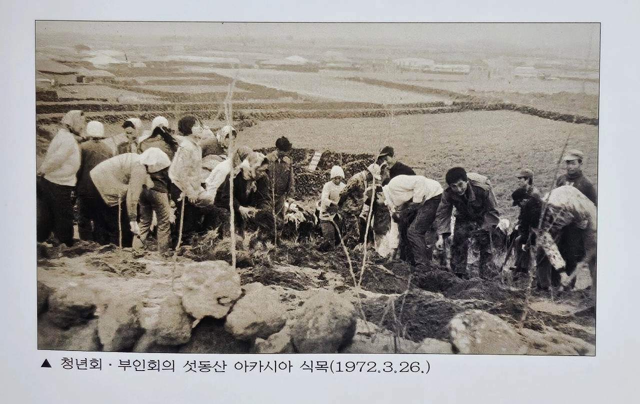 1972년 3월 이호마을 청년회와 부인회에서 ‘섯동산’으로 불리는 모래언덕에 아카시아나무를 심고 있다. 사진출처 이호 마을지.