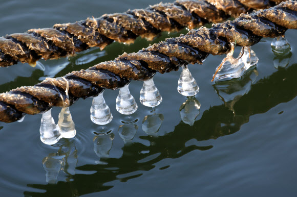 한파특보가 발효 중인 20일 오전 경기도 고양시 한강 하구에서 고드름이 밧줄에 얼어 있다. 2026.1.20 연합뉴스