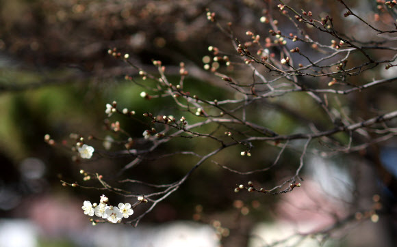 절기 대한인 20일 경남 창원시 마산합포구 한 아파트 화단에 매화가 꽃망울을 터뜨려 시선을 끈다. 이 아파트 주민은 예년보다 꽃이 1개월가량 빨리 피었다고 전했다. 2026.1.20 연합뉴스
