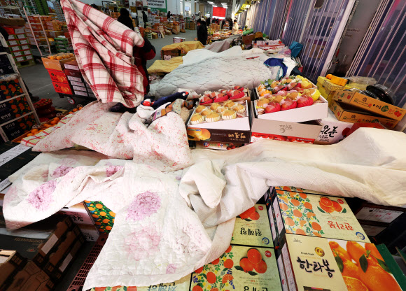 매서운 추위, 이불 덮은 과일들