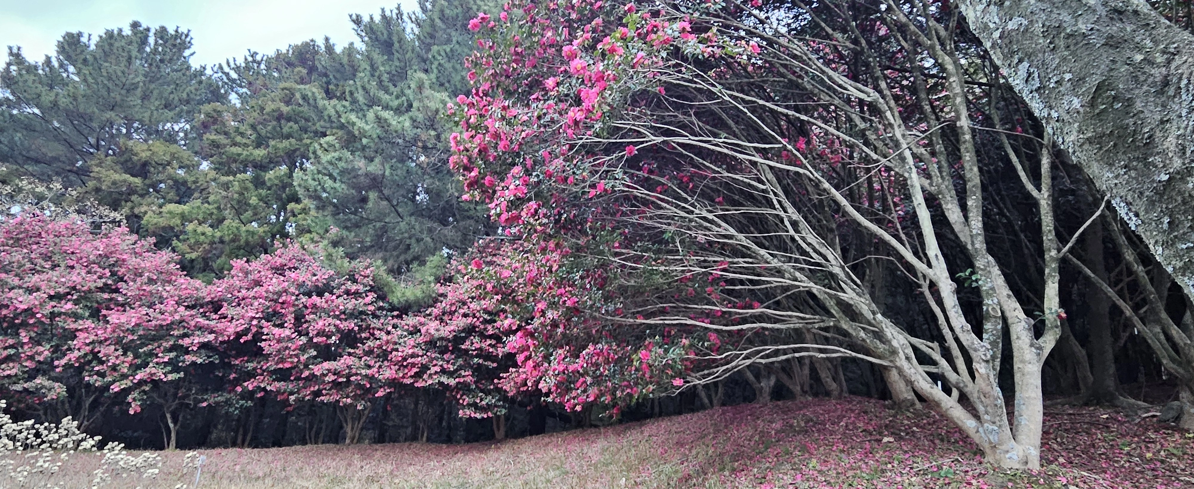 한라수목원 동백숲. 제주 강동삼 기자