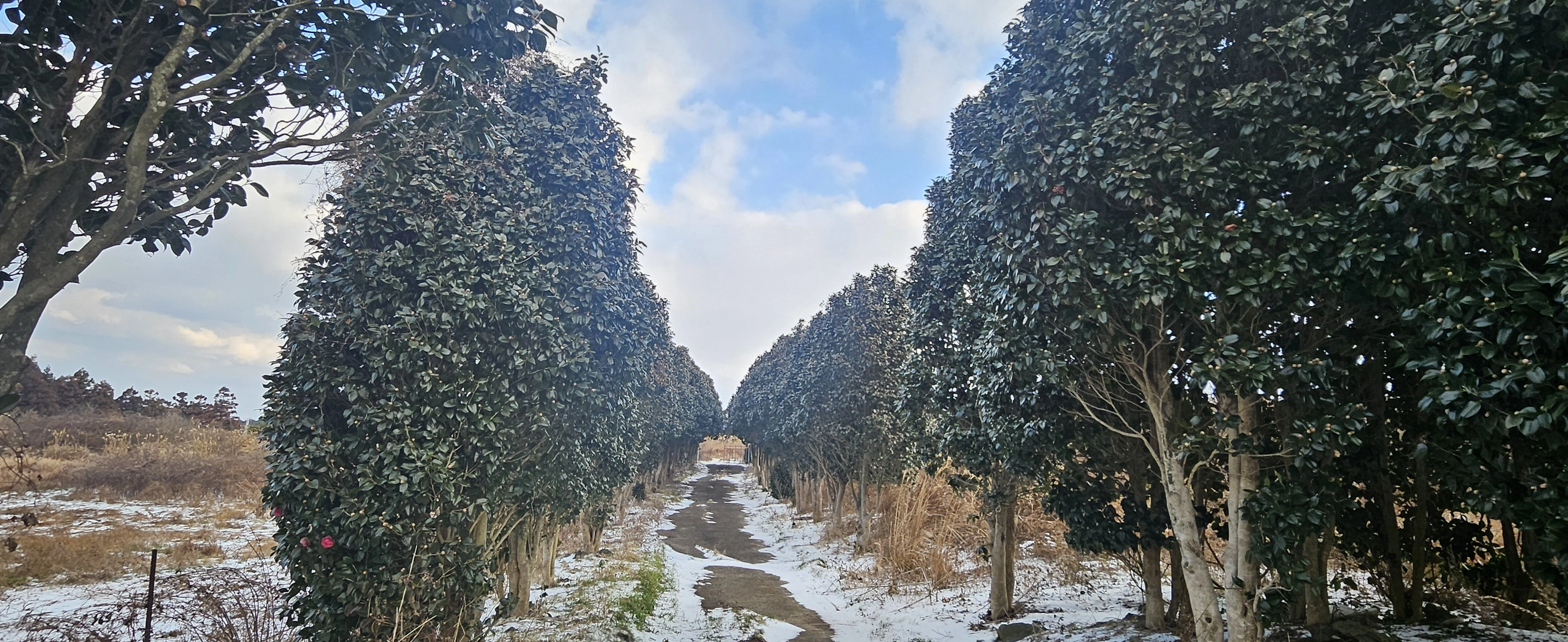 꽃망울도 맺히지 않은 안덕면 광평리 겹동백길. 제주 강동삼 기자