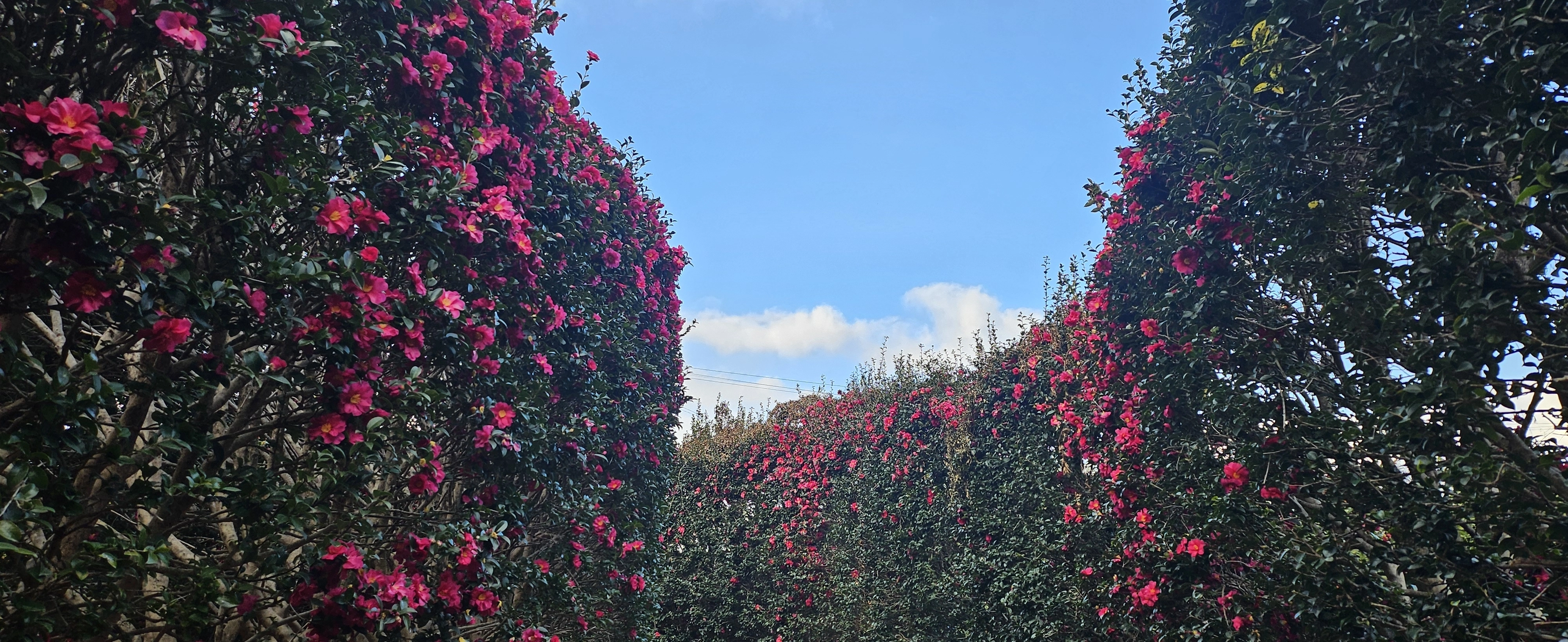 호근동 동백꽃길. 제주 강동삼 기자
