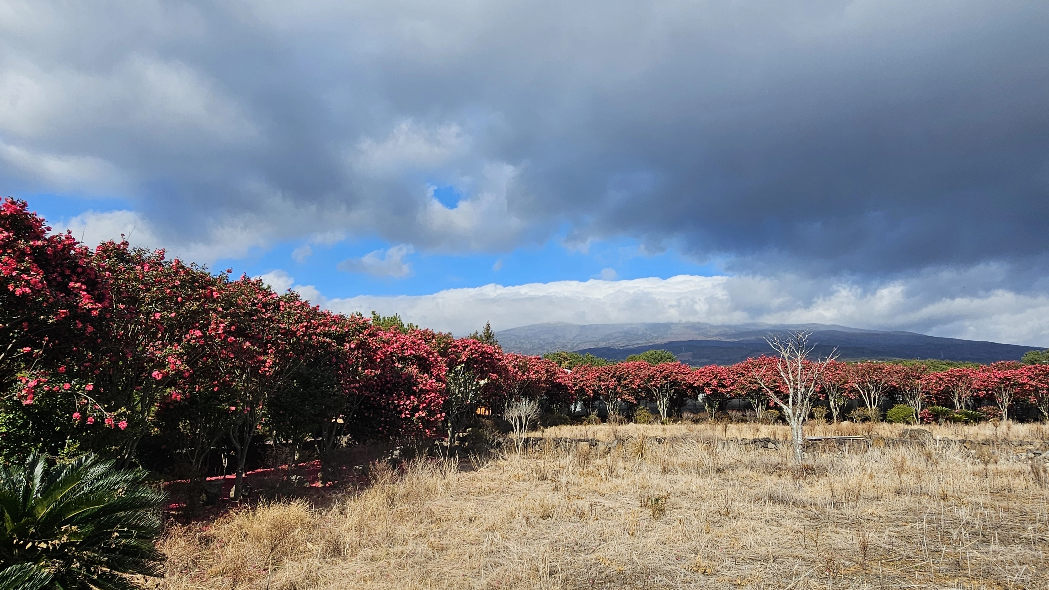 서귀포시 토평동 풀빌라펜션 유앤아이 제주 동백꽃길 전경. 유앤아이 제주 제공