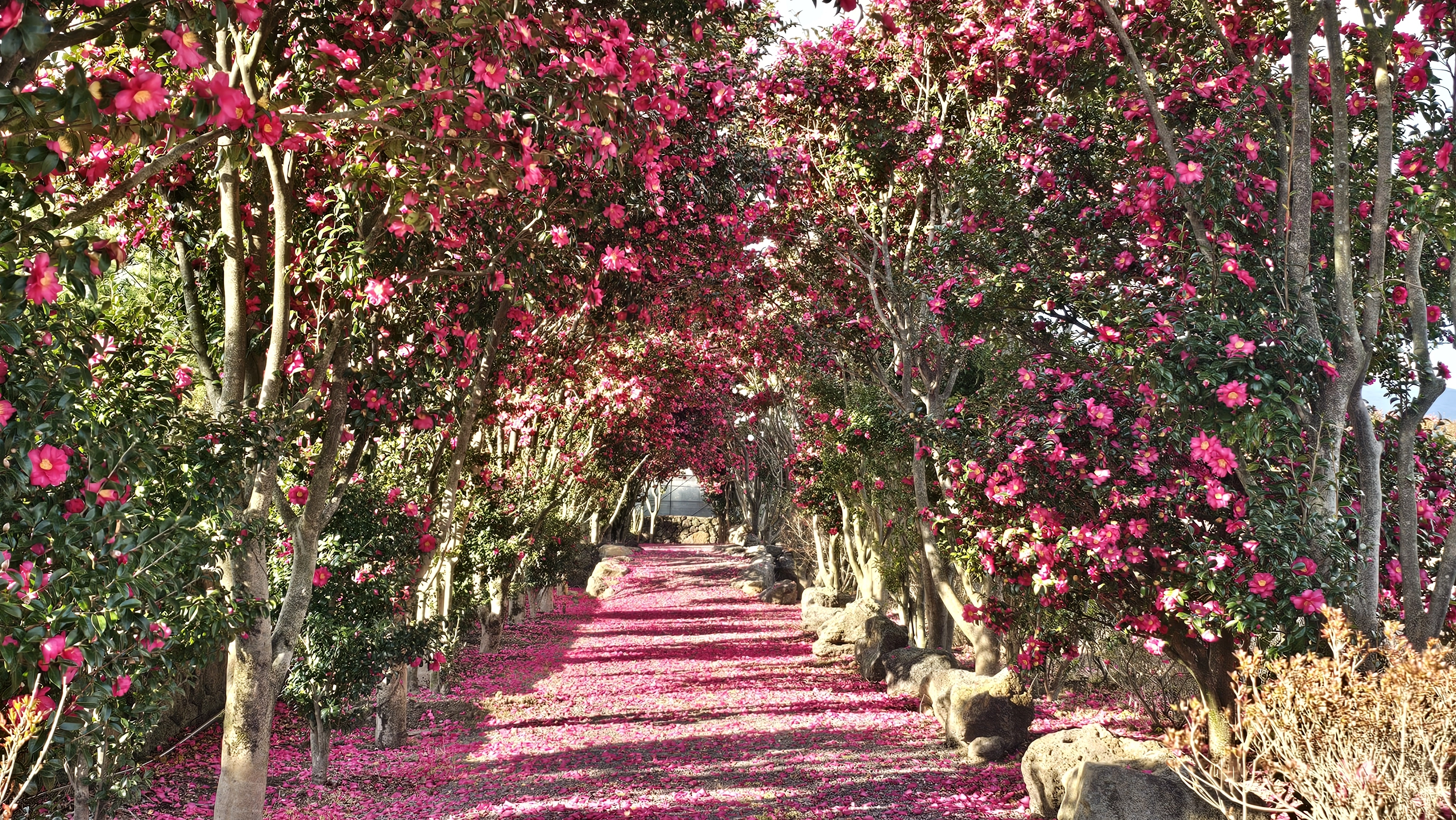 풀빌라 펜션 유앤아이 제주 동백터널은 숙박객들에게 쉼표를 준다. 유앤아이 제주 제공