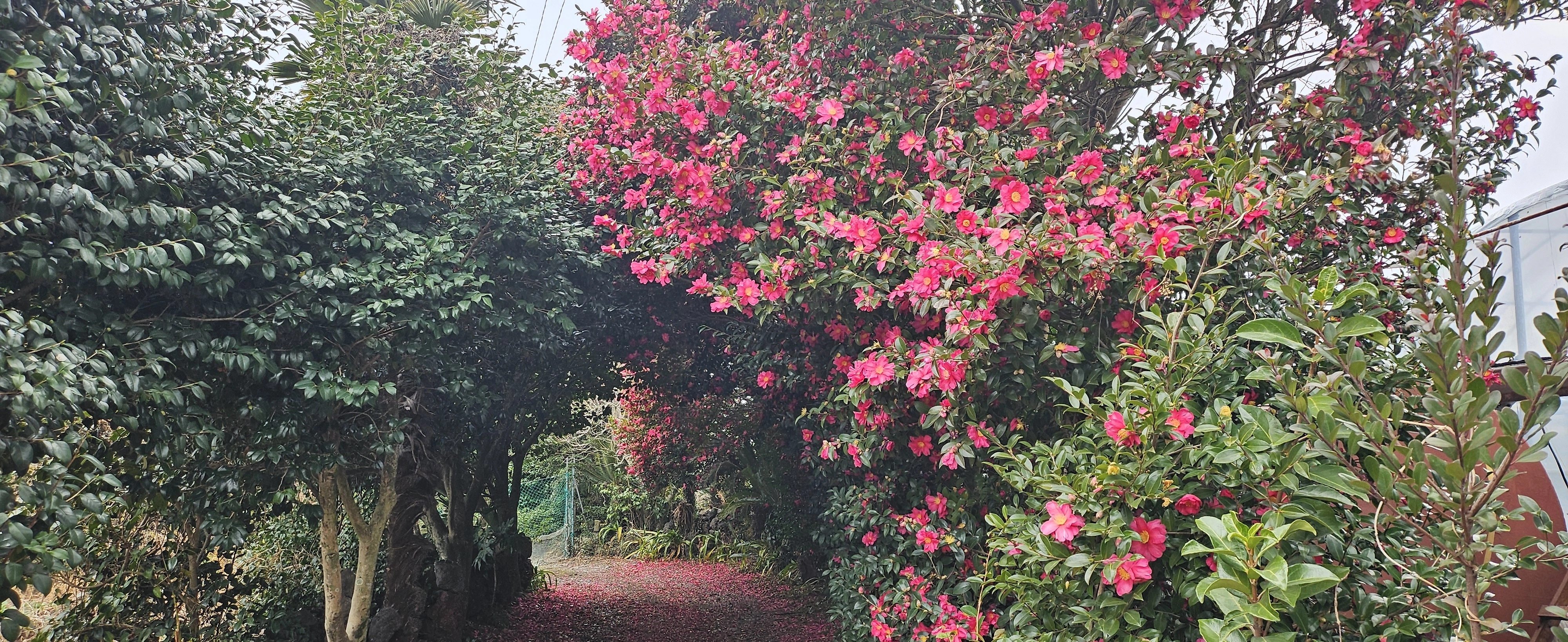 제주 올레길 9코스에서 만나는 한밭마을 동백꽃길은 사실 제주 마을 골목길에서 만나는 동백의 모습이다. 여행객들에겐 인생샷을 찍기 좋은 스팟이지만, 제주인에겐 삶 그 자체다. 제주 강동삼 기자